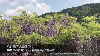 八女黒木大藤まつりYame Kurogi Wisteria Festival