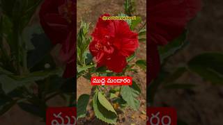 మా ఇంటి మందారాలు #hibiscus #shorts #flowers #meetelanganapori