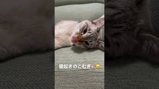 寝起きで大きいあくびしちゃう子猫