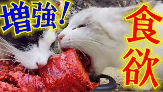 Cats have more appetite in autumn! was true! A stray cat desperately eats food!