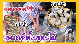 เพาะเห็ดขอนดำ,เห็ดลม ในขอนไม้ | อย่างง่าย?? | อ้อมเมย์ บ้านเห็ด🍄