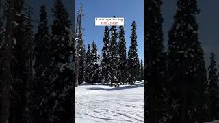 March powder feels different ⛷️ #gulmargskiing #gulmarg2024  #kashmir #skiing #wildfloc  #snow