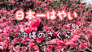 🌸沖縄の桜　咲きました🌸