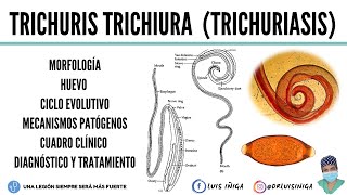 Trichuris trichiura: Morfología, Ciclo de vida, Patogenia, Clínica, Diagnóstico, Tratamiento