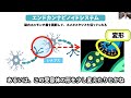 【医師解説】ホメオスタシスを保つ、cbdオイルの効果・注意点