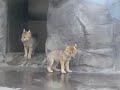 チュウゴクオオカミの赤ちゃんズ