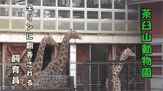 【茶臼山動物園】 アミメキリンを誘導する飼育員