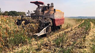 COLHEITADEIRA DA YANMAR NA COLHEITA DO MILHO SAFRINHA ÚNICA NO BRASIL 🇧🇷!