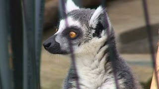 Cries of ring-tailed lemur - ワオキツネザルの鳴き声