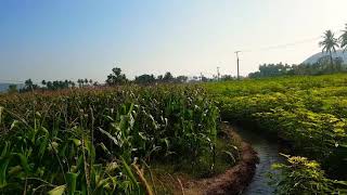 Farmland visit in kallakurichi.