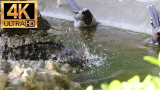 4K 香港雀鳥 洗澡中的 紅嘴藍鵲💦  Bird of Hong Kong Red-billed blue magpie in the bath💦