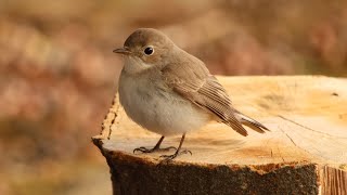 ニシオジロビタキ地鳴き