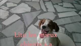 Lito les mieux chients s.a. [  MY EPAGNEUL BRETON - PUPPY TWO {{2}}  MONTHS OLD ]