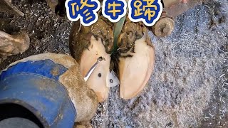 抠师傅修牛蹄#解压视频#强迫症看了很享受减压快乐