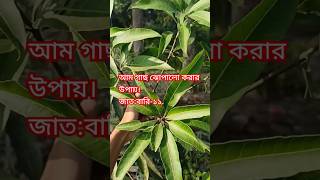 ইনশাআল্লাহ এবার মুকুল আসবে। বারোমাসি বারি-১১ জাতের আম। #gardeningtips #garden #nature #agricultur