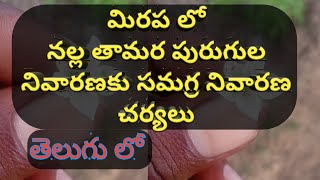 మిరపలో తామర పురుగుల నివారణ చర్యలు | Control Western Flower Thrips in Mirchi Crop Telugu | Chilli