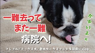 愛犬のお腹に湿疹？足舐めもあり病院へ…原因と対策【フレブル/ミックス犬/老犬ダックスフント 多頭飼いvlog 】