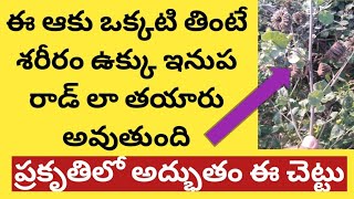 Benefits of duvvena tree | దువ్వెన చెట్టు ఉపయోగములు