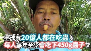 全球有20億人都在吃蟲！每人每年至少會吃下450g蟲子？《VS MEDIA》