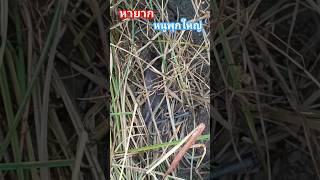 ดักหนู #ดักหนูนา #หนูพุกใหญ่ #ผู้ติดตาม #หาอยู่หากิน #วิถีอีสาน #shortvideo #shorts