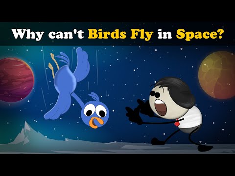 Why Can T Birds Fly In Space More Videos Aumsum Kids Science