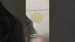 Pare de limpar o xixi do seu cachorro com pano de chão #shorts