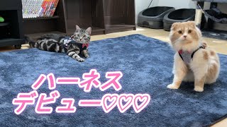 猫が初めてハーネスをつけてみたらこうなりました！【アメリカンショートヘア】【スコティッシュフォールド】