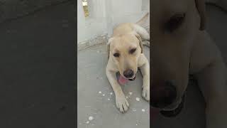 #Labrador #love for the ball..Inspite of being tired he does not let me touch his ball..