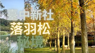 臺中市新社區 落羽松秘境 松之戀 雙翠湖 ＃台中新社 ＃落羽松秘境 ＃松之戀