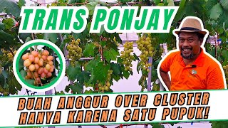 GOKIL SIH ASLI! HANYA KARENA SATU JENIS PUPUK BUAH ANGGUR JADI OVER CLUSTER DI TAMAN ANGGUR PONJAY