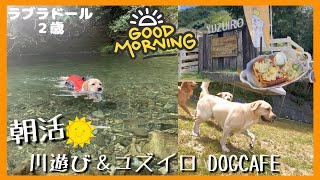 【ラブラドールレトリーバー】大型犬２歳の朝活！穴場スポット川遊び＆ユズイロDogcafe