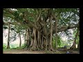 বট গাছের ব্যাপারে অজানা কিছু তথ্য।।facts about banyan tree