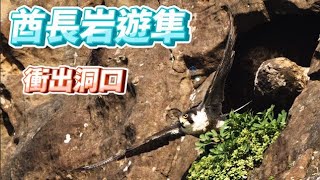 (2021年)酋長岩遊隼_EP26_準備衝出倉庫_Falco peregrinus_4月24日