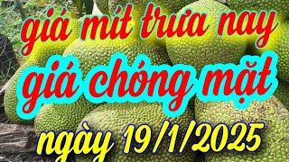 giá mít trưa nay ngày 19/1/2025