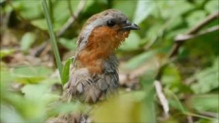 コジュケイの鳴き声