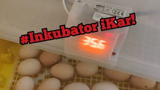 #4 Inkubator iKar 🥚| 18 - dzień INKUBACJI! 🐣🥚