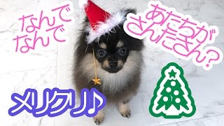 【はなポメ】クリスマスプレゼントの紹介を手伝うポメラニアン【#33】