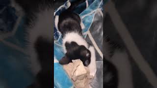 Aries seems angry with that napkin😾#cat #dog #funny #pets #meow #angrycat #love #shorts #viralvideo