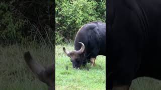 Bandipur’s Gentle Giant 🦬 Indian Bison #bandipurforest