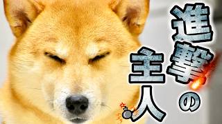 顔面を捧げよ！！柴犬こむぎ調査兵団と○○の巣窟を突破せよ！！