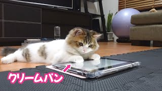 子猫がクリームパンをタブレットに乗せて動画を見ている姿がめちゃめちゃかわいかったです 笑