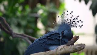 Victoria Crowned Pigeon - 8K