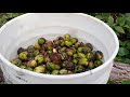 processing shagbark hickory nuts carya ovata hulling storing stratifying and planting advice