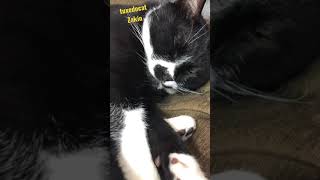 tuxedo-cat😸足で押さえて引き寄せて【#Shorts】白黒猫ざきお