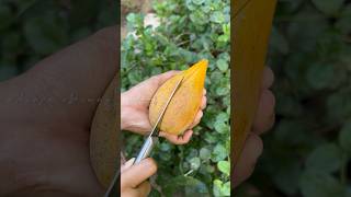 മുട്ട പോലെ രുചിയുള്ള പഴം | Canistel (EGG FRUIT) #ഷോർട്ട്സ്