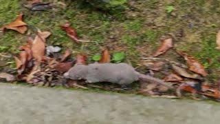 Funny Shrew in Singapore Suncus murinus 鼩鼠 トガリネズミ  말괄량이 쥐 หนูแรท