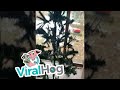 Christmas Tree Barely Resembles Picture || ViralHog