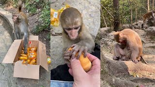 The Best of Monkey Videos - A Funny Monkeys Compilation Ep1