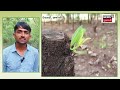 amreli news કરોડોની કમાણી આપશે આ ખેતી chandan farming gujarati samachar n18v