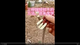 快速学会三种嫁接树木的方法。喜欢就赶紧下手吧。在家里也可以练习练习。